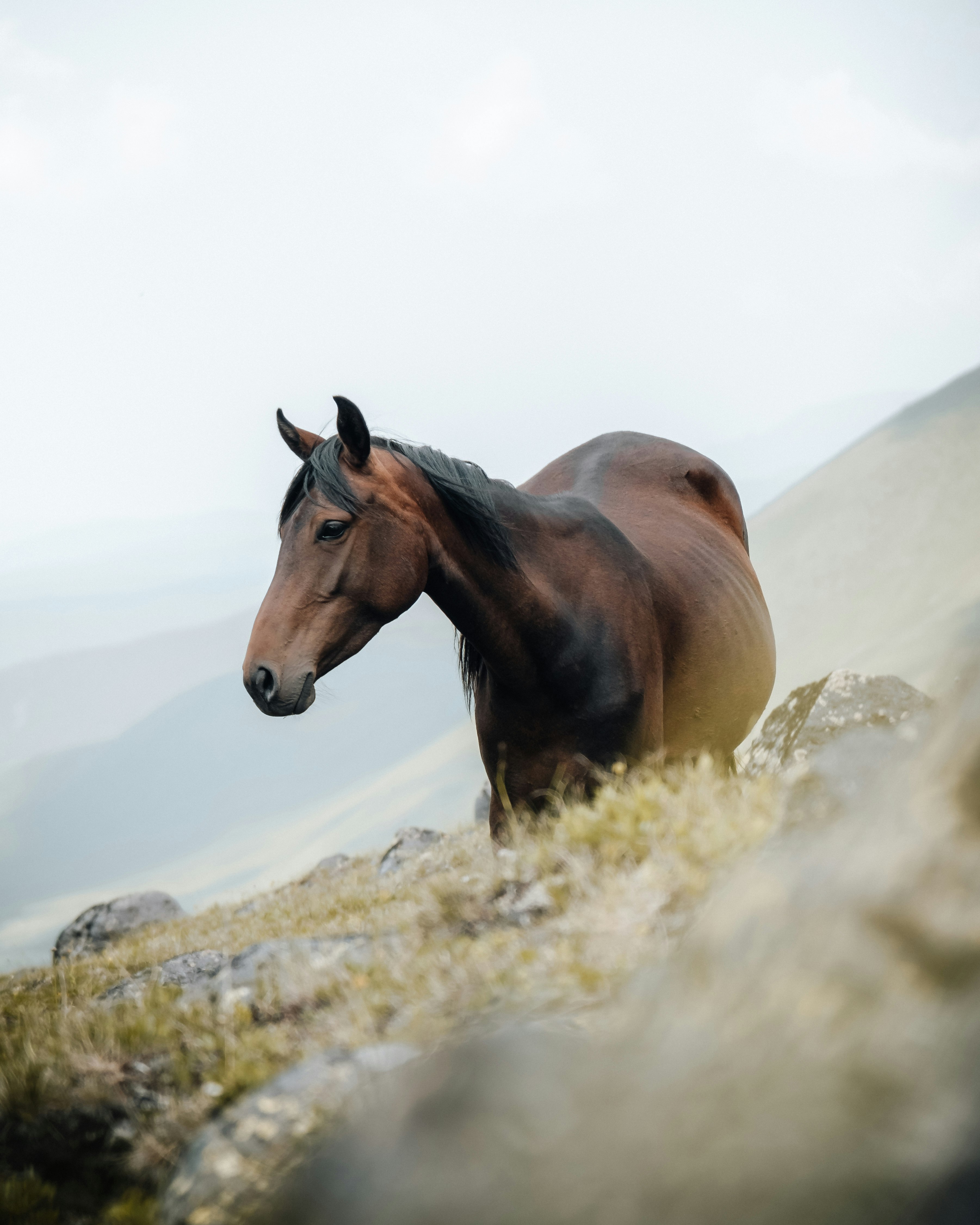 brown horse on green grass during daytime